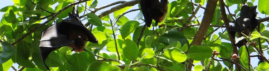 Protected Species Surveys