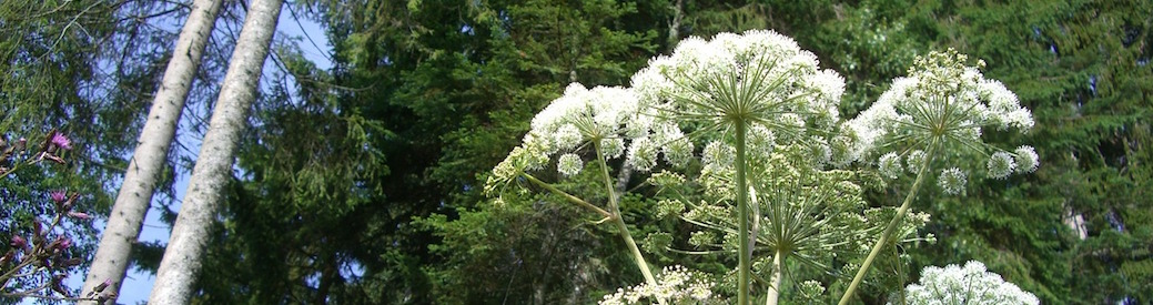 Invasive Species Surveys